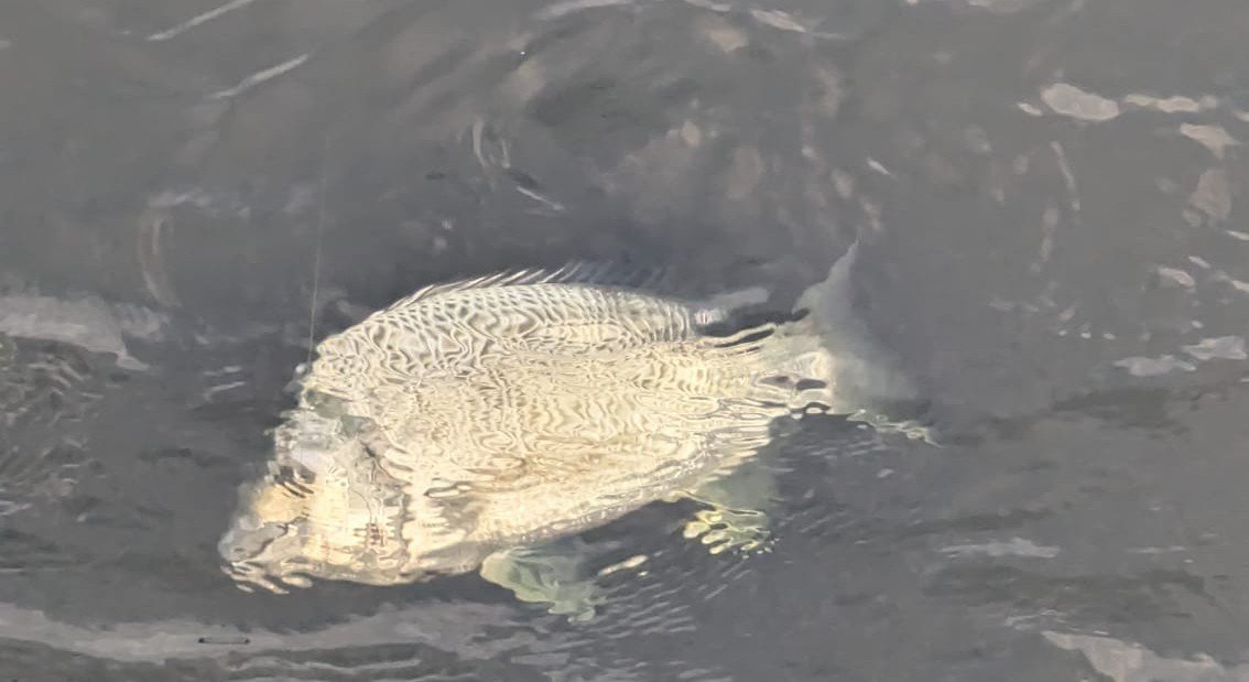 Yellow Bream Catch