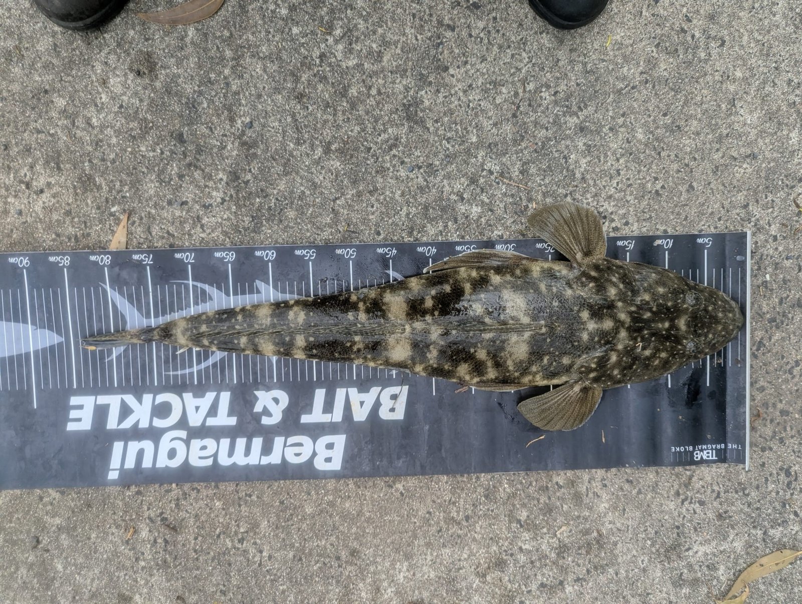 Dusky Flathead