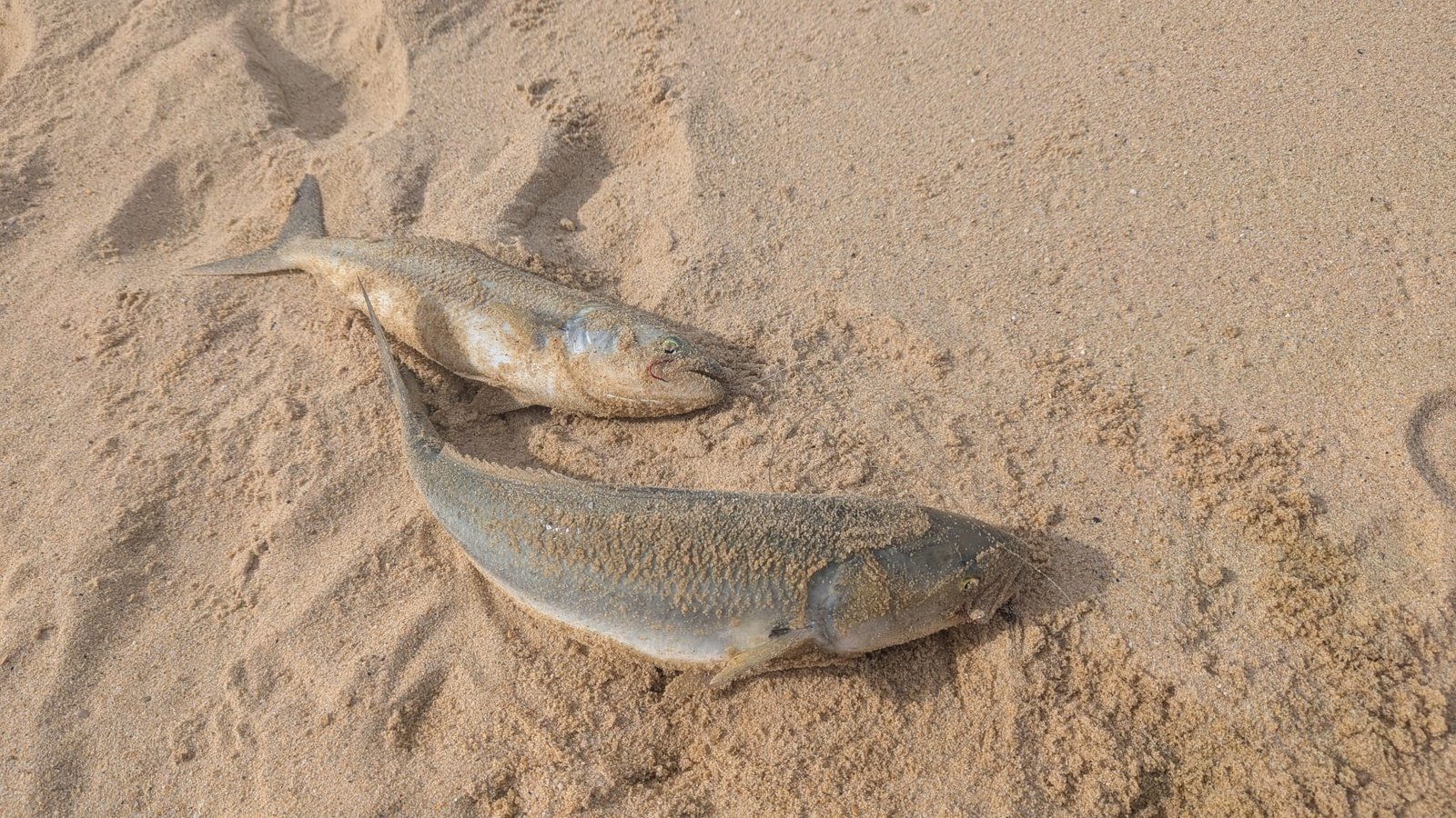 Australian Salmon